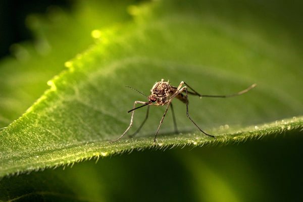 Naturally Repel Mosquitoes: How to Sleep Without DEET or other Sprays